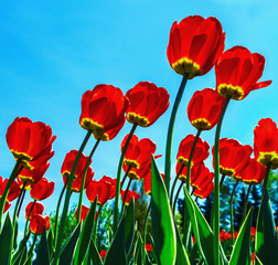 red tulips in the morning sun