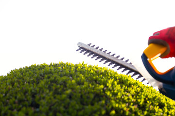 Cutting a hedge with electrical hedge trimmer. Selective focus