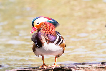 Mandarin duck standing on the timber in the lake