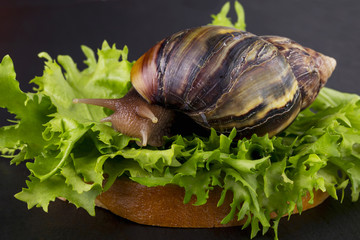 the Achatina snail