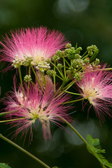 Lenkoran Acacia, Silk Tree