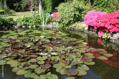 "Teich, Gartenteich, Seerosen" Stock photo and royaltyfree images on