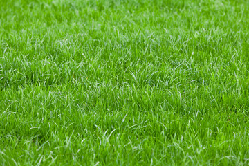 Background of a green grass. Green grass texture