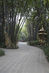 bamboo in wangjiang park,chengdu,china