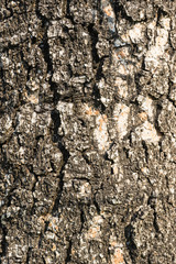 bark