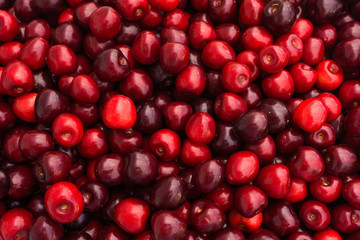 Red Cherries. Cherry selection
