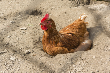 hen sitting in a hollow in the ground behind the fence