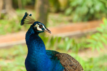 Obraz premium Indian (blue) peafowl or peacock (Pavo cristatus). Close up portrait.