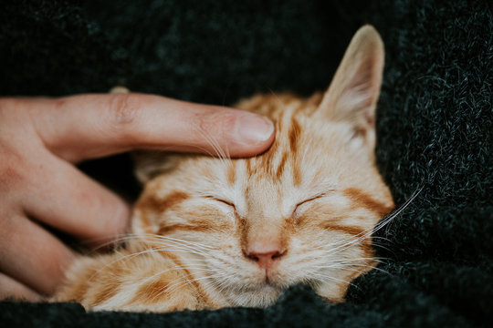 Hands caressing a cute cat
