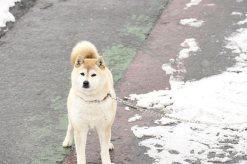 新潟の柴犬