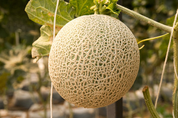 melon