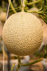 melon