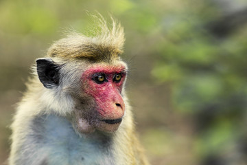 Monkey portrait.