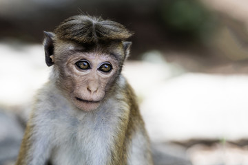Monkey portrait.