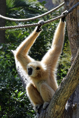 TIERE_1958_Affe_Weisshandgibbon