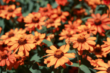 Beautifull winter Flowers