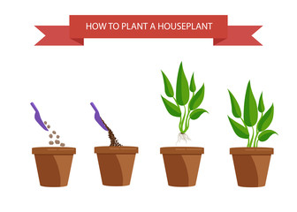 llustration of houseplants. home flowers, houseplant in pot. Set of houseplant. How to plant a houseplant