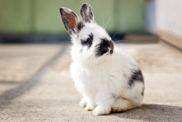 Little white rabbit with black spots on the fur