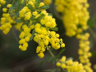 ギンヨウアカシアの花