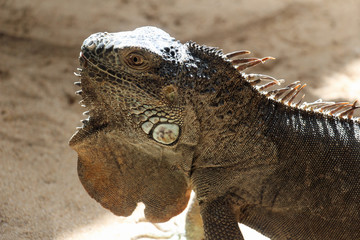 TIERE_1971_gruener_Leguan