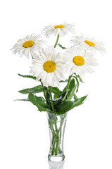 bouquet of daisies in glass vase on white background