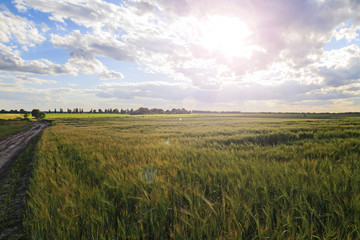 Country road and wheat field/agricultural landscape wheat field at sunset, bright colors