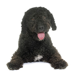 spanish water dog