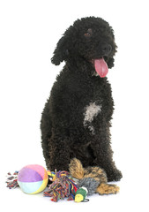 spanish water dog
