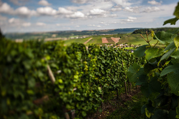 Fototapeta na wymiar Wine Luxembourg
