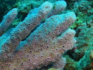Demosponge, Island Bali