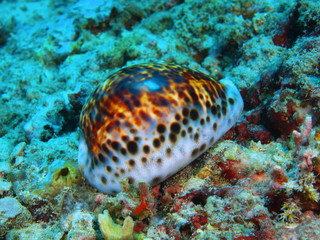 Shell of mollusc, Island Bali