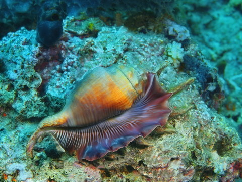 Shell of mollusc, Island Bali
