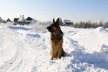 German shepherd dog on snow road 