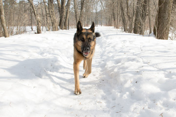 German shepherd dog on snow road 