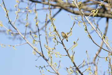 Luì piccolo- primavera
