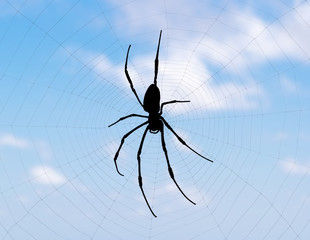 araignée noire sur toile, fond ciel 