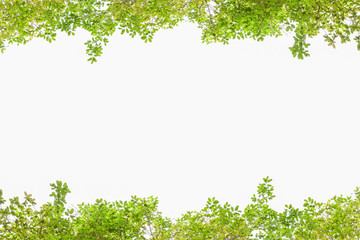 Beautiful Green leaves on white background.