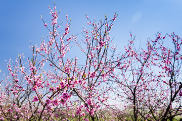 blooming peach orchard