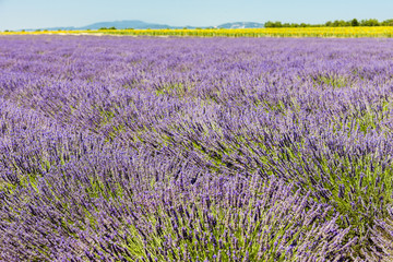 Obraz premium lavender field, Plateau de Valensole, Provence, France