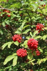 Ripe red elderberry (Sambucus racemosa) berries in the summer forest