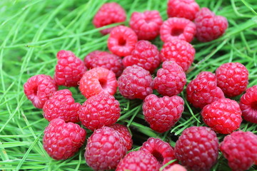 Scattering of the fresh-picked forest raspberries (Rubus idaeus) lying on the horsetail stems
