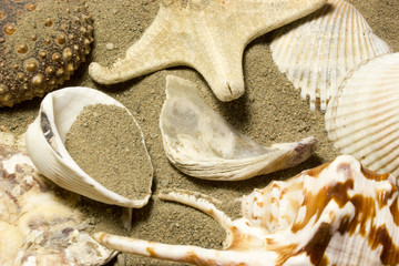 Sea shells on sand