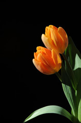 Two warm yellow tulips 