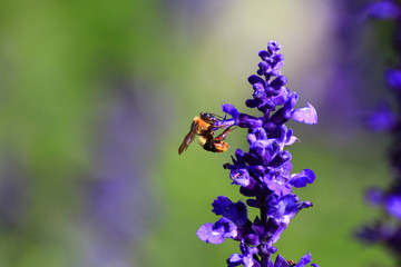 Honey bee on flower.