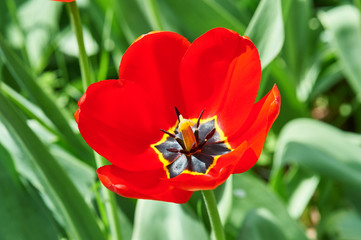 Naklejka premium red flower tulip closeup in field