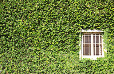 Green plants on window. ivy covered wall