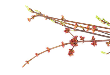 Spring branch of isolated