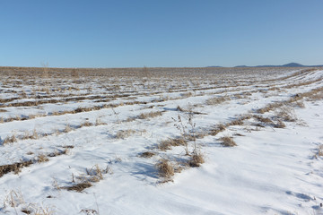 The plowed field in snow in the early spring