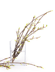 Spring branch in vase
