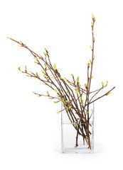 Spring branch in vase